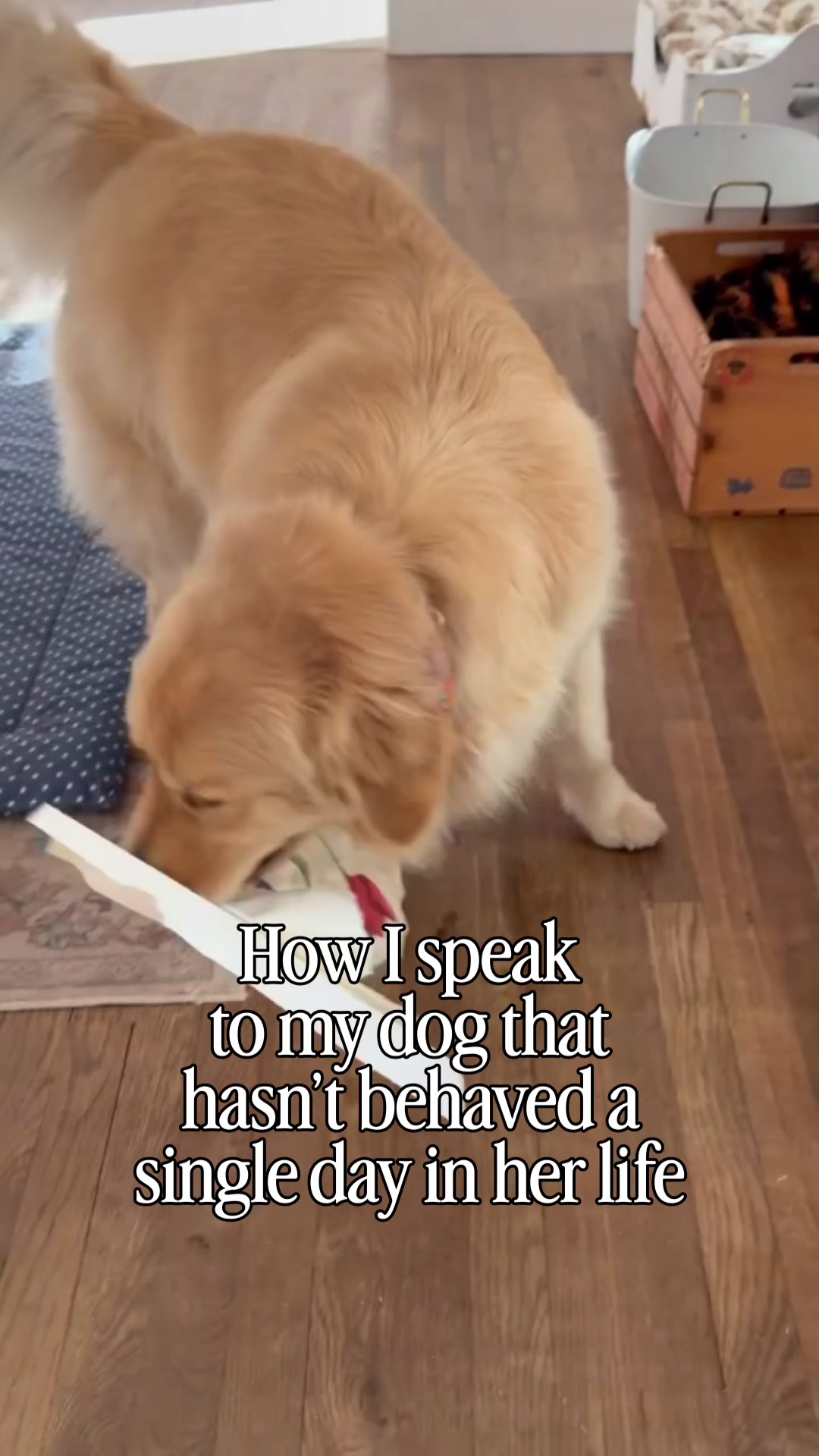 @DogMomisms