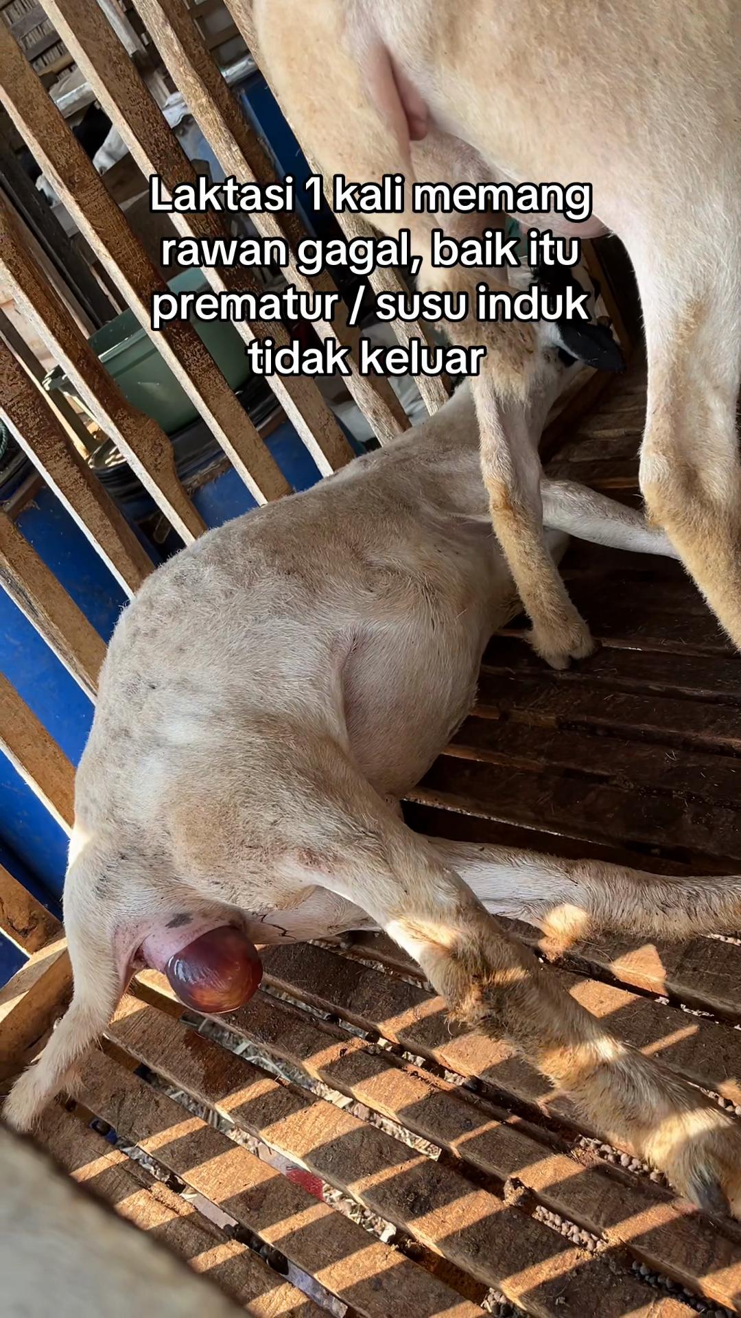 @peternakankambingsolo