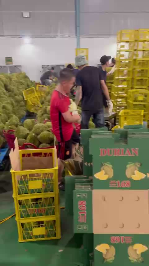 @mansaurienglan168