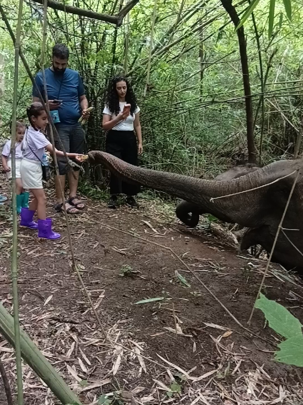 @LuangPrabang Elephant New Home
