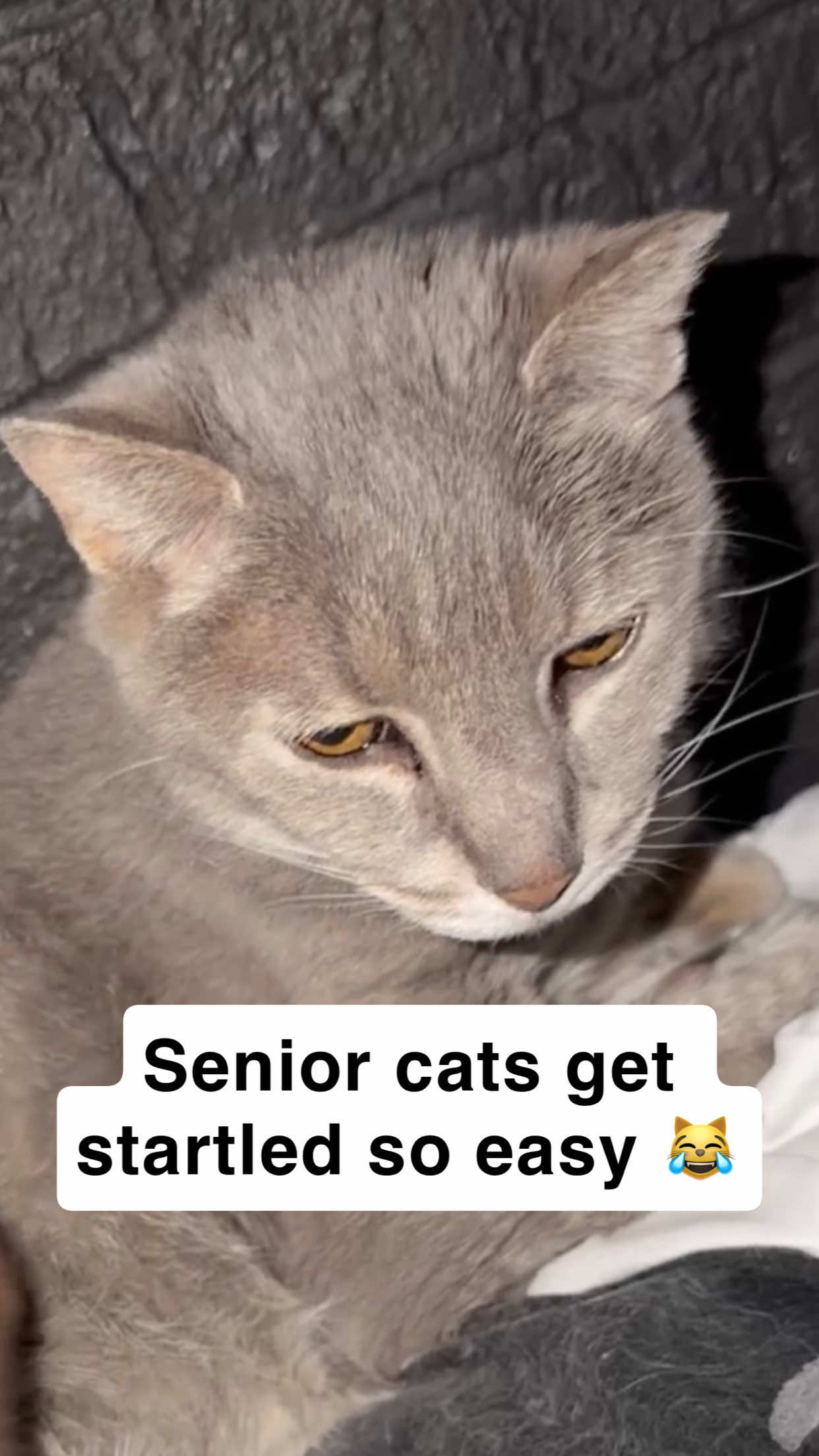 @first class whiskers