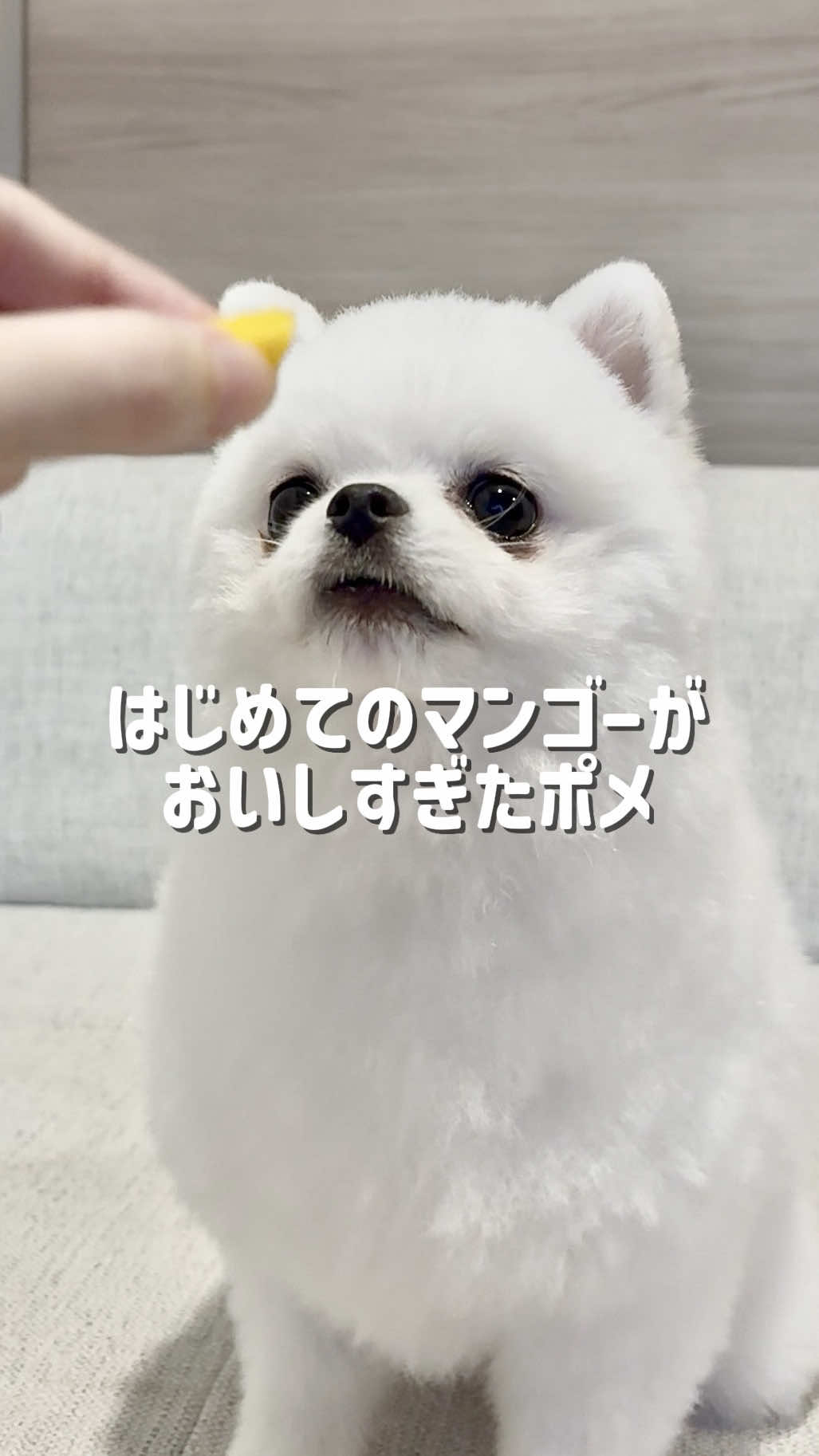 @ポメラニアンのミル🍼