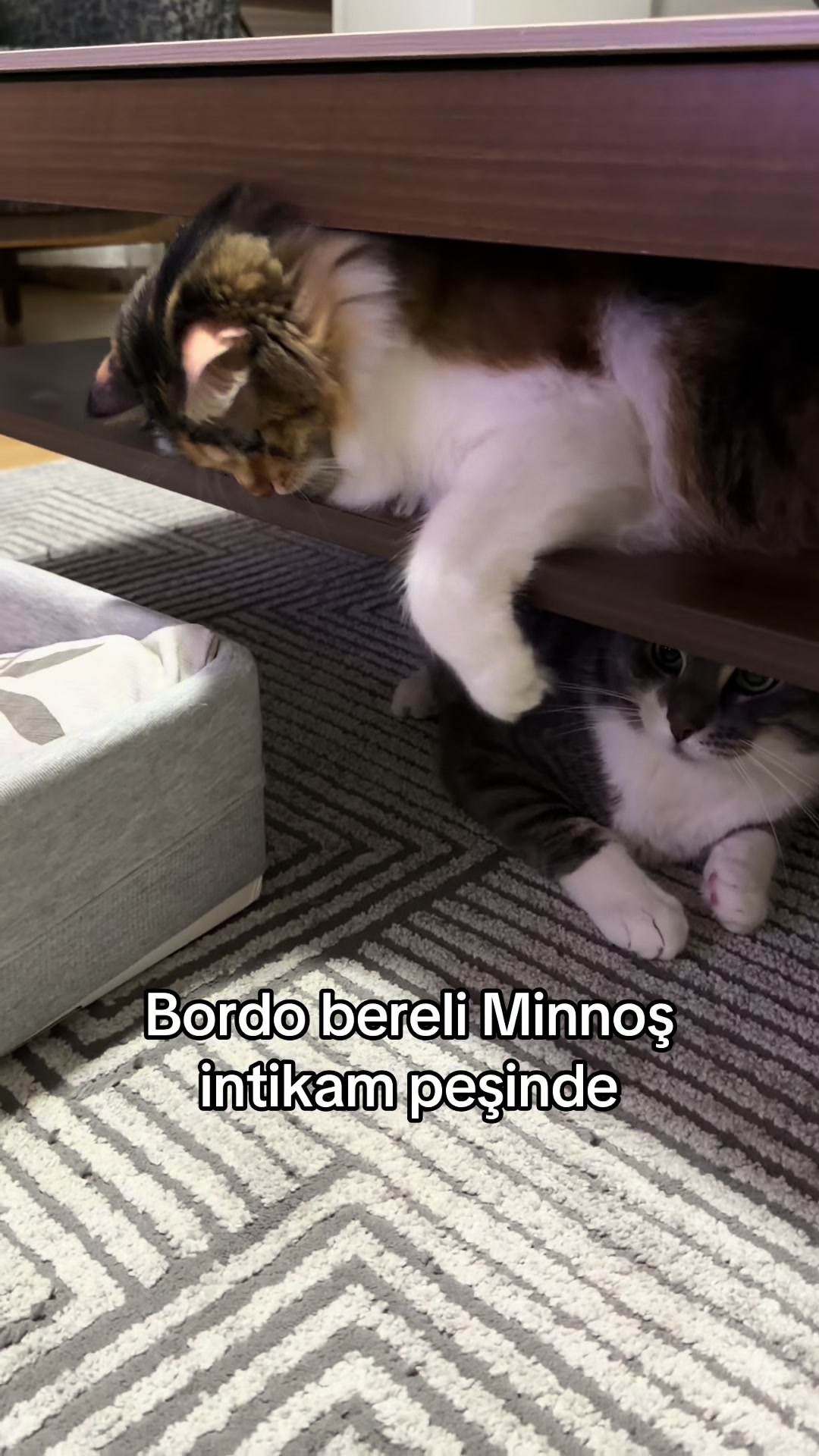 @konusankediminnos