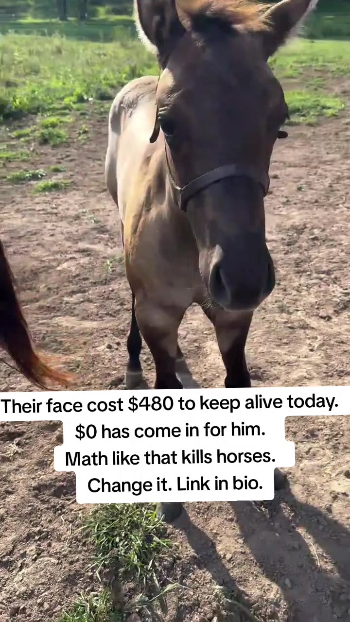 @angels.fleet.rescue