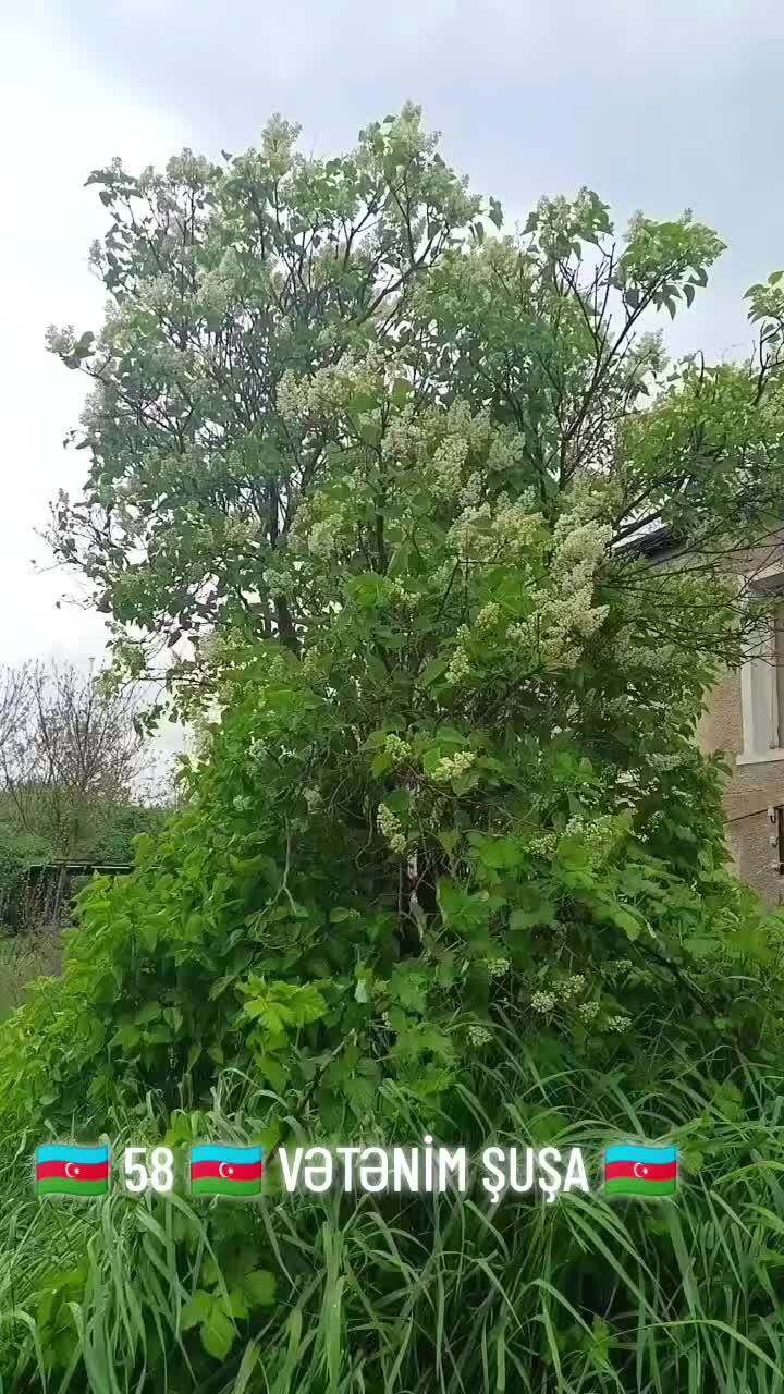 @🇦🇿ŞUŞA🫡VƏTƏNİM🇦🇿