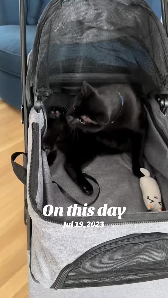 @Oscar Jeremy the cat!