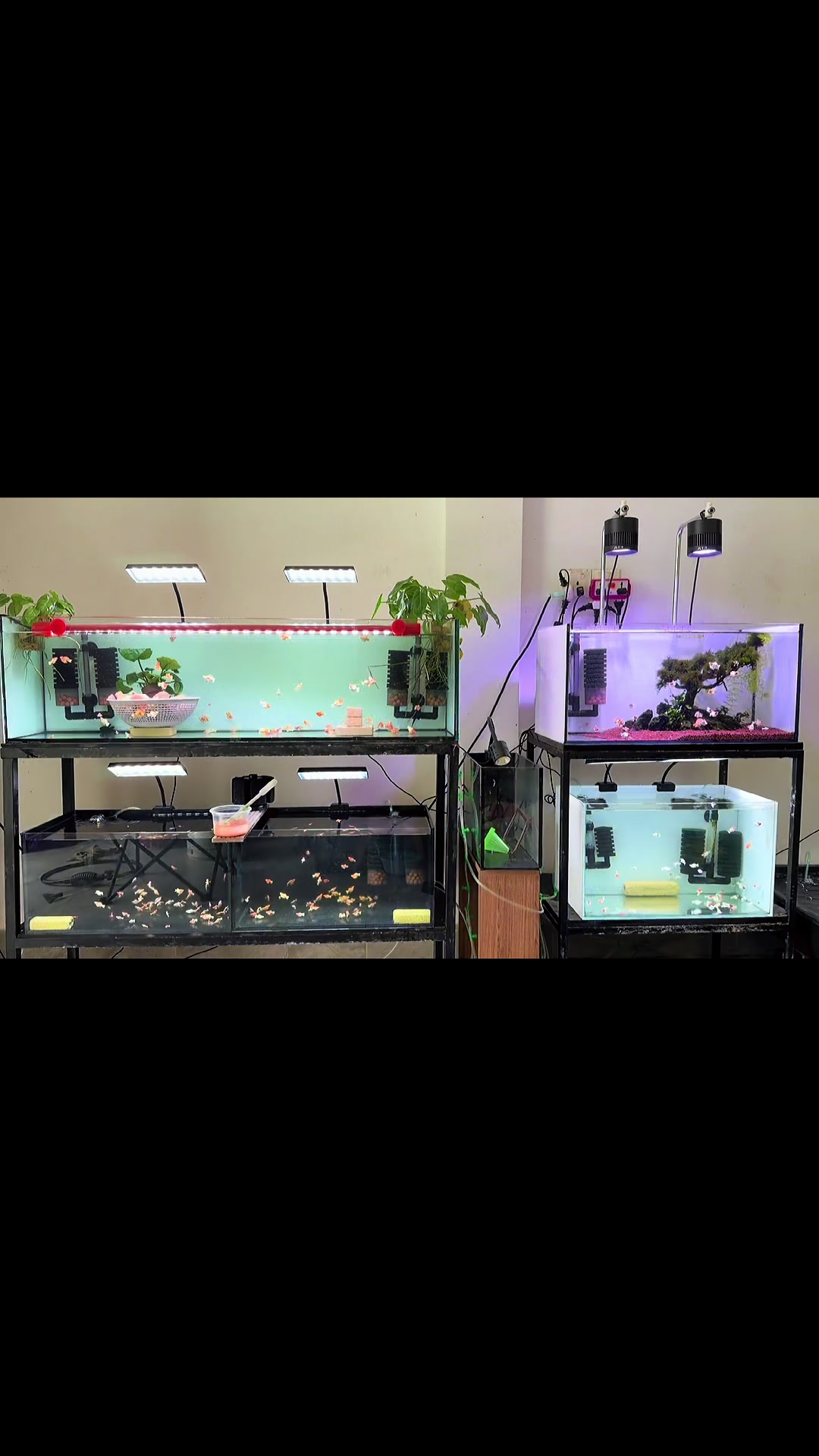 @tiny.fish.home1
