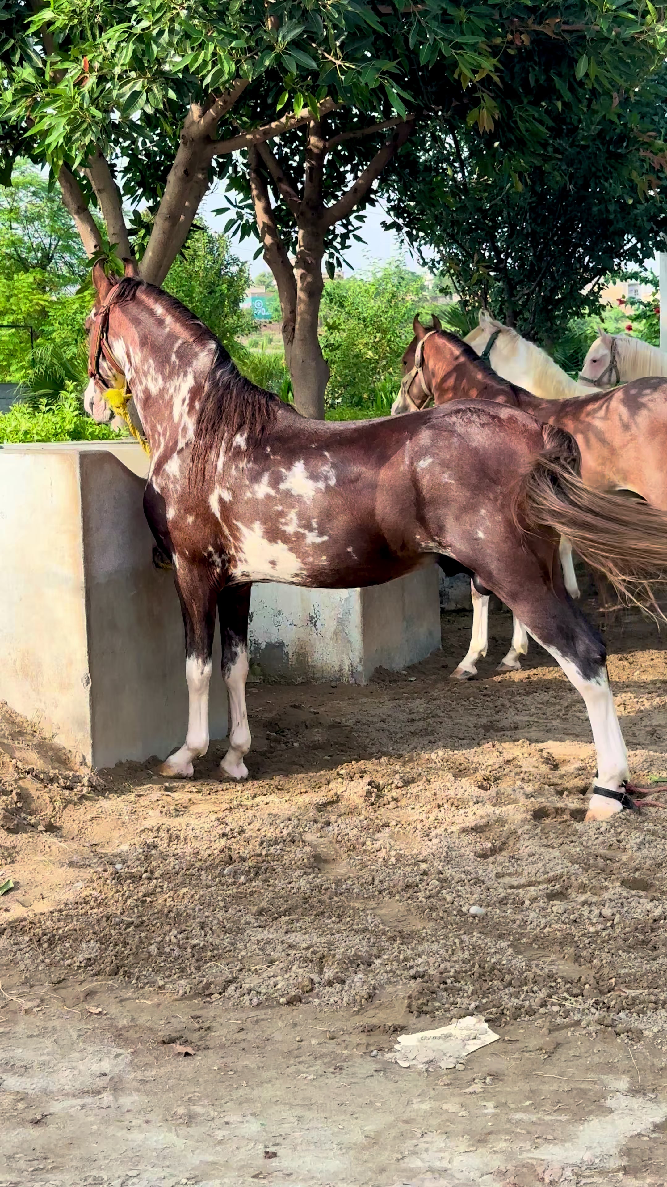 @SUNRISE STUD FARMS RAWALPINDI