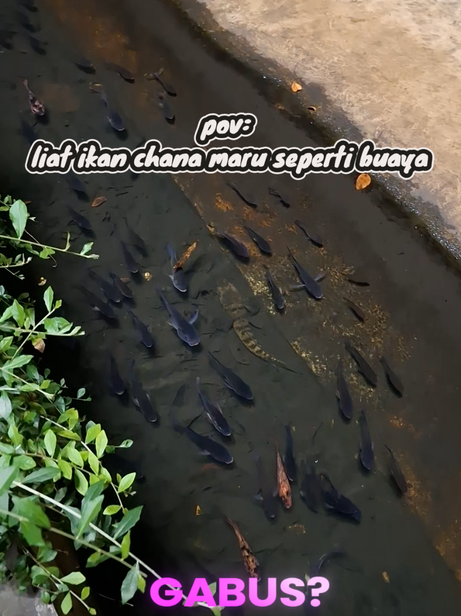 @babanya hanin