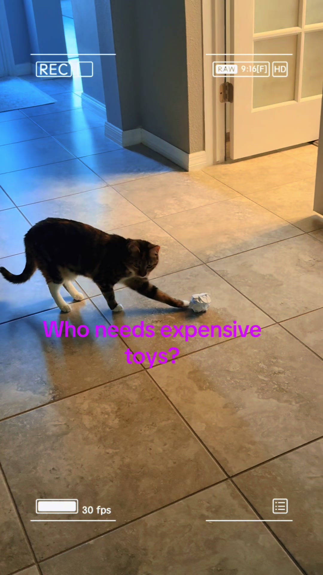 @Stef 🧡 cats! 🐈 🐈&zwj;⬛🐈🐈&zwj;⬛