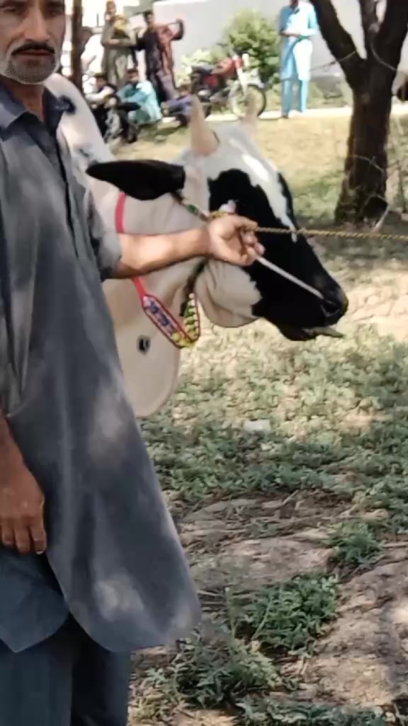 @Kaka Manna