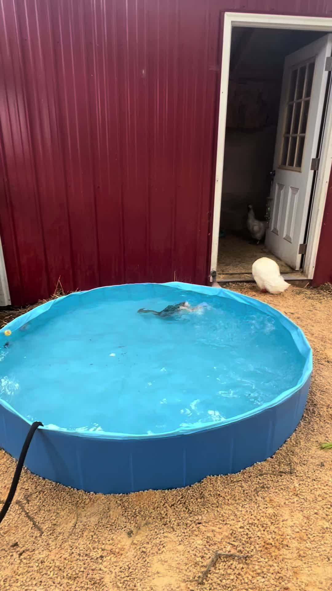 @Kitzman&rsquo;s Farm Sanctuary