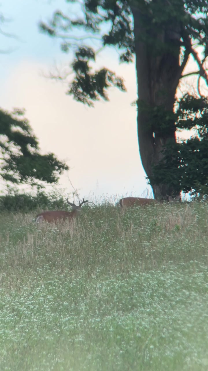 @Something in the Wild 🦬