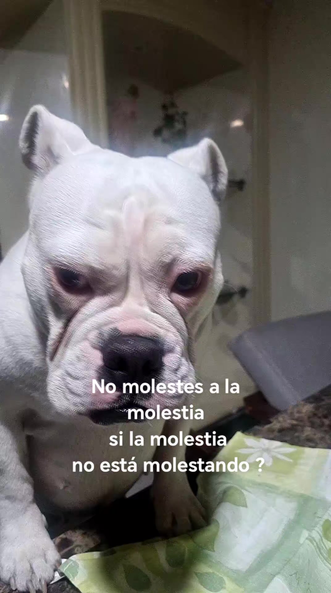 @anianita