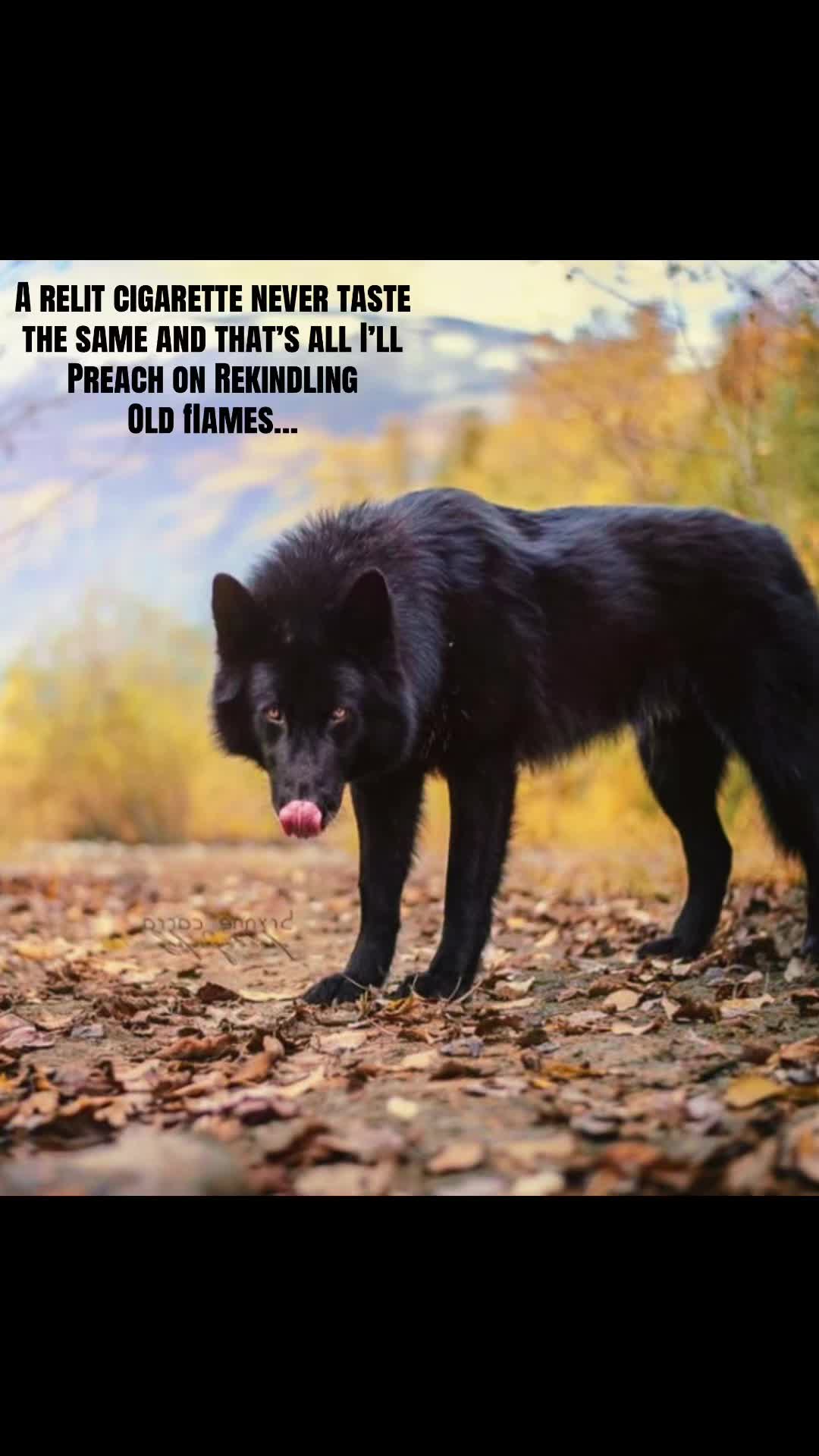 @🪬Conscious_LoneWolf🐺