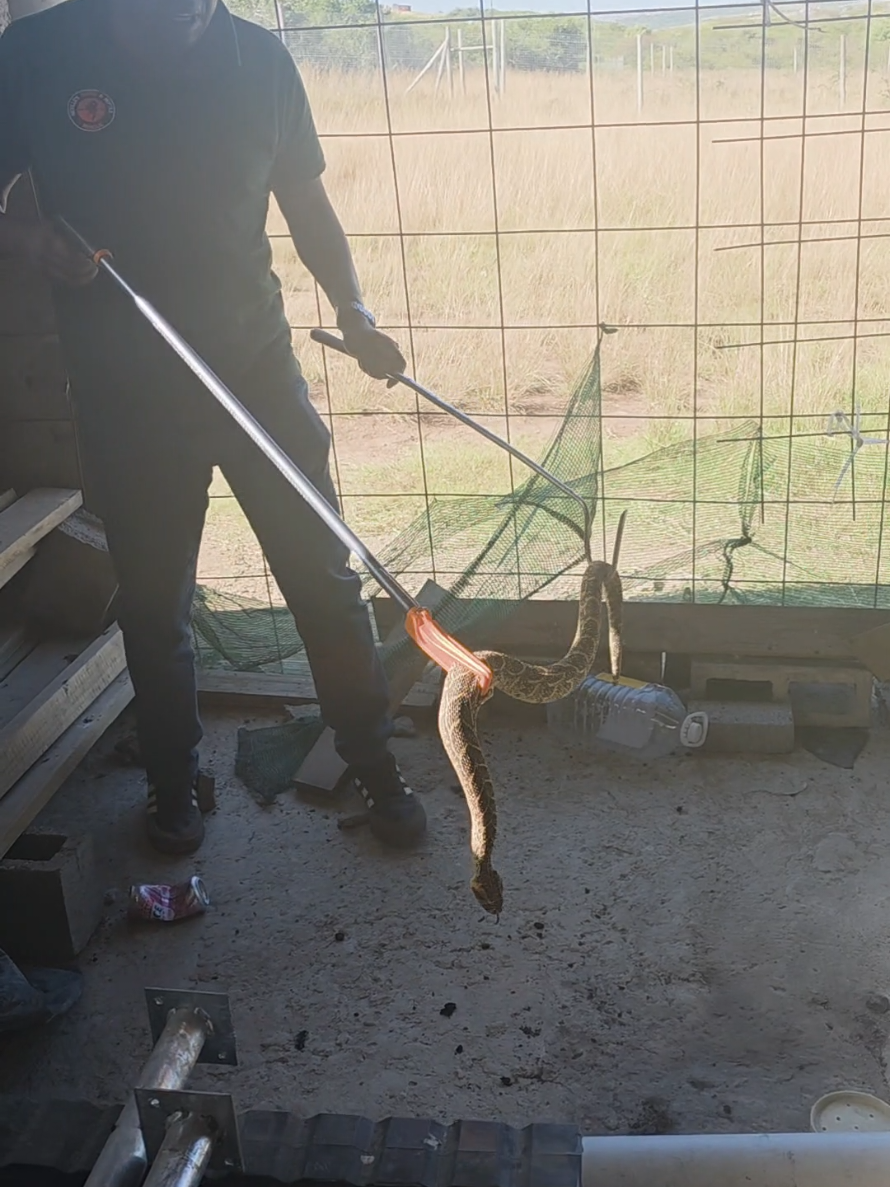 @SnakeRescue NSRR Eastern Cape
