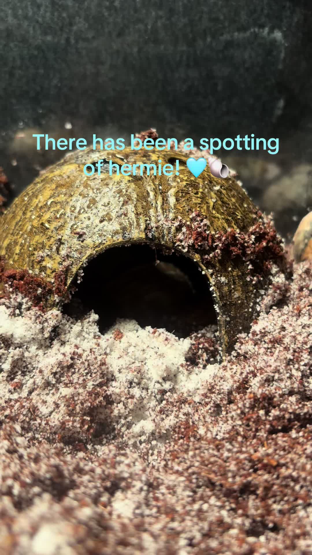 @hermie the hermit crab