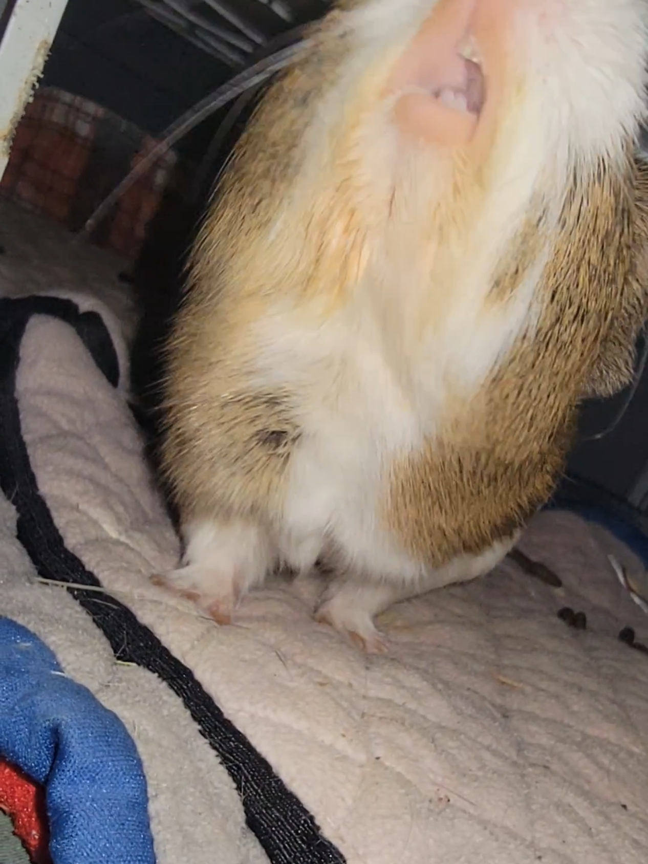 @Dunkin & Donut the guinea pigs