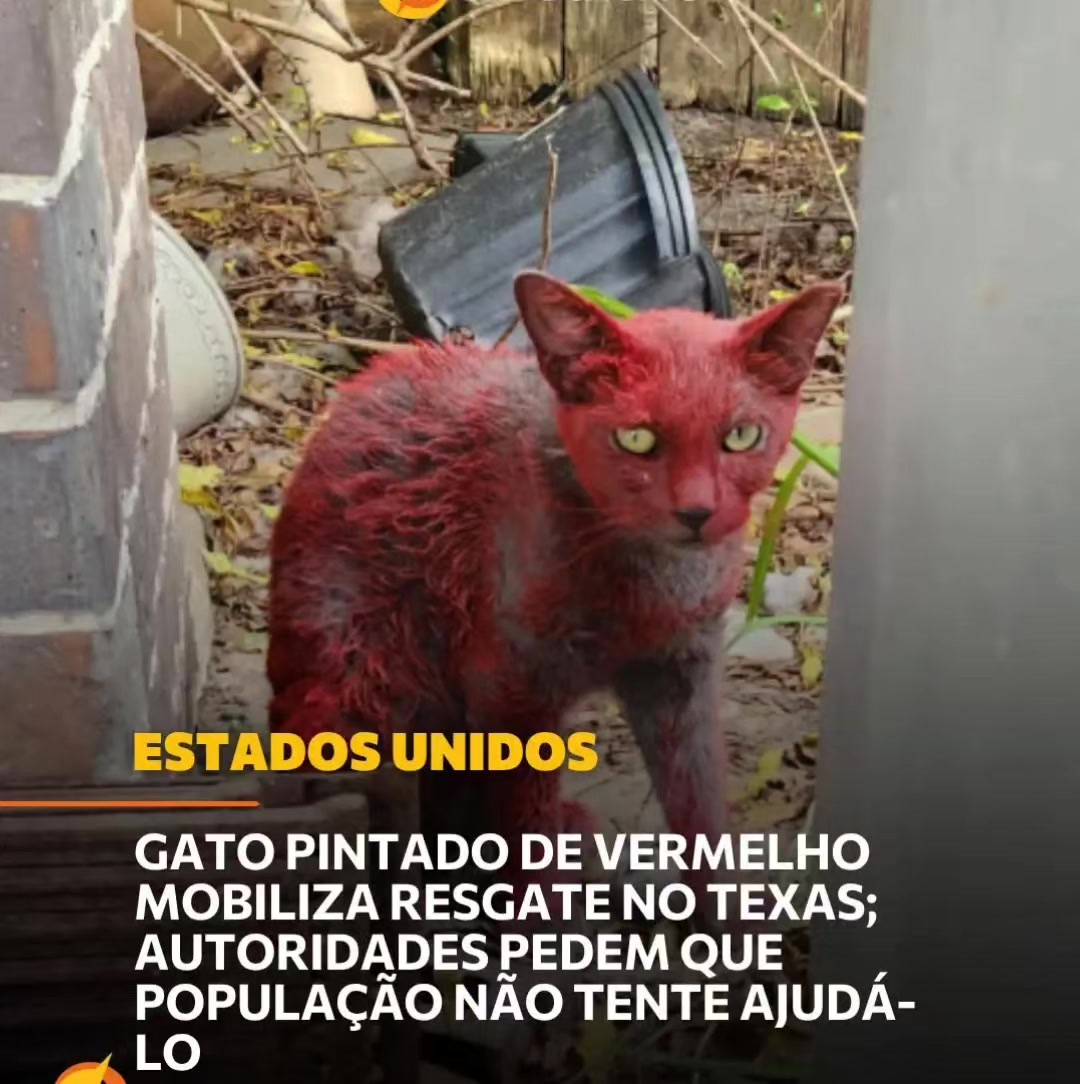 @Meirinha Teles