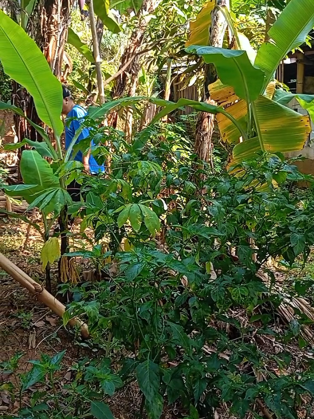 @Ichsan Solihudin