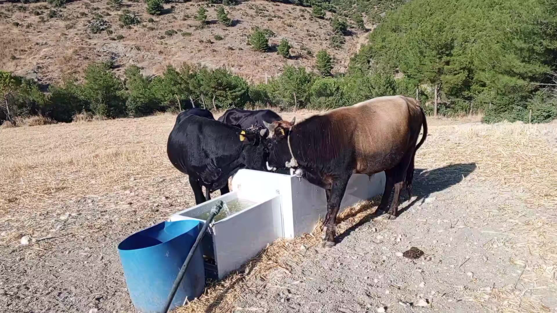 @Semih Karra