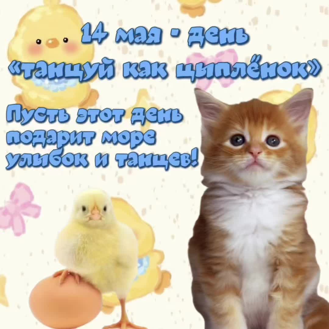 @котики на каждый день