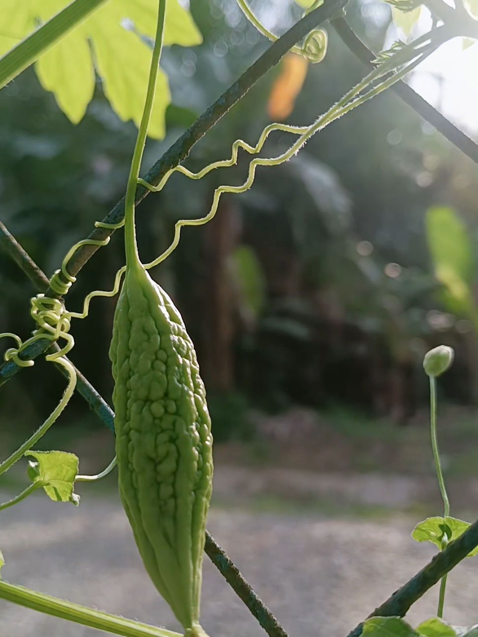 @🌱 Jom Berkebun 🌱
