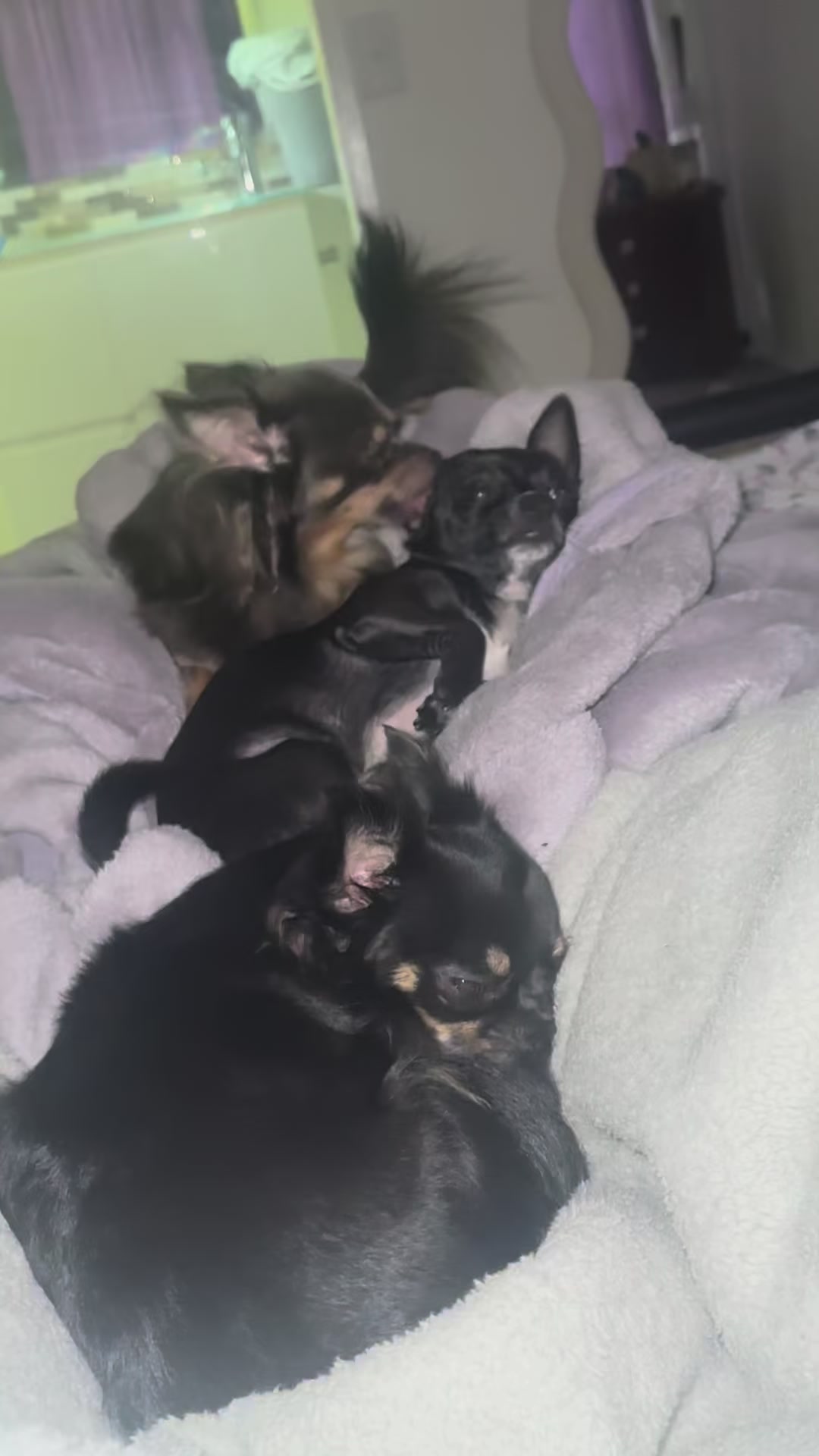 @Chihuahua family of love 💕