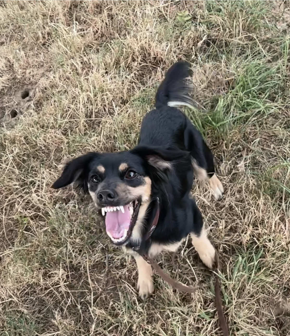 @🐾