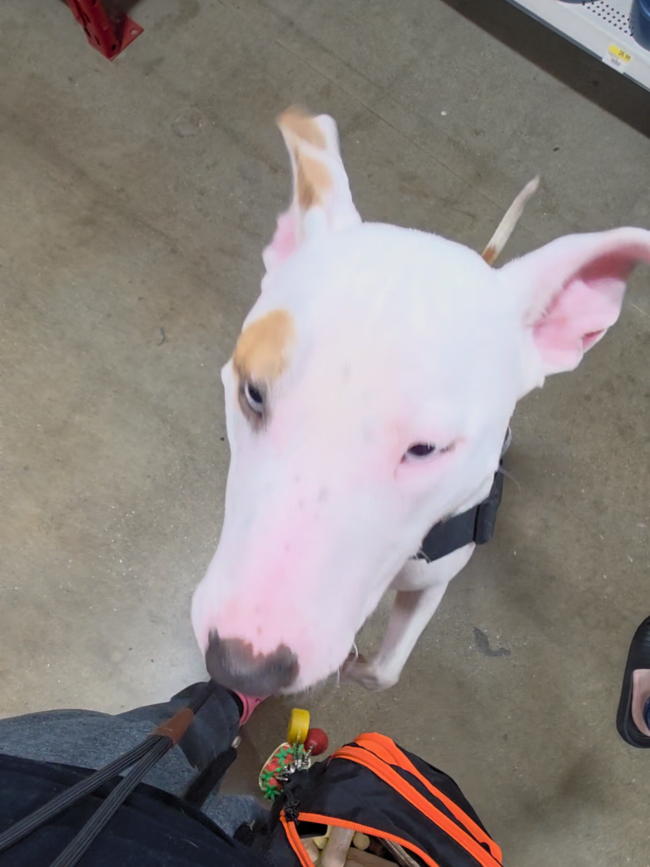 @Canine Wonders Training