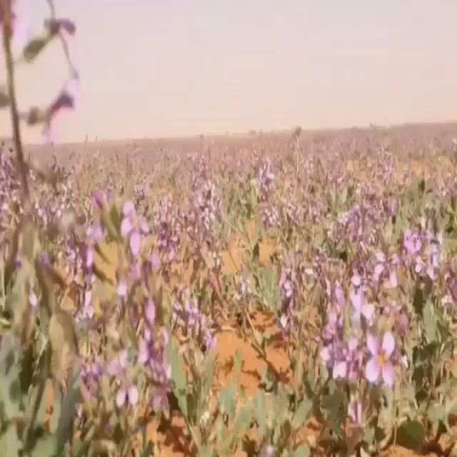 @عوّق