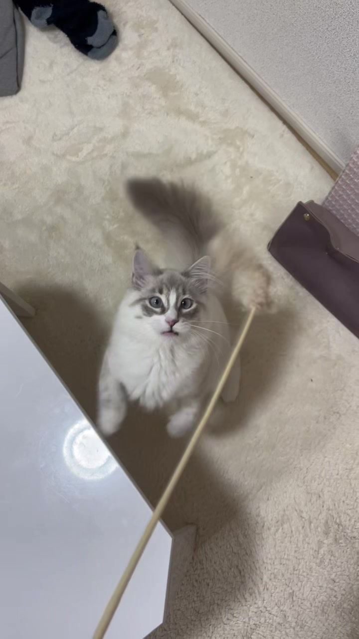 @サイベリアンのおふぃおさま
