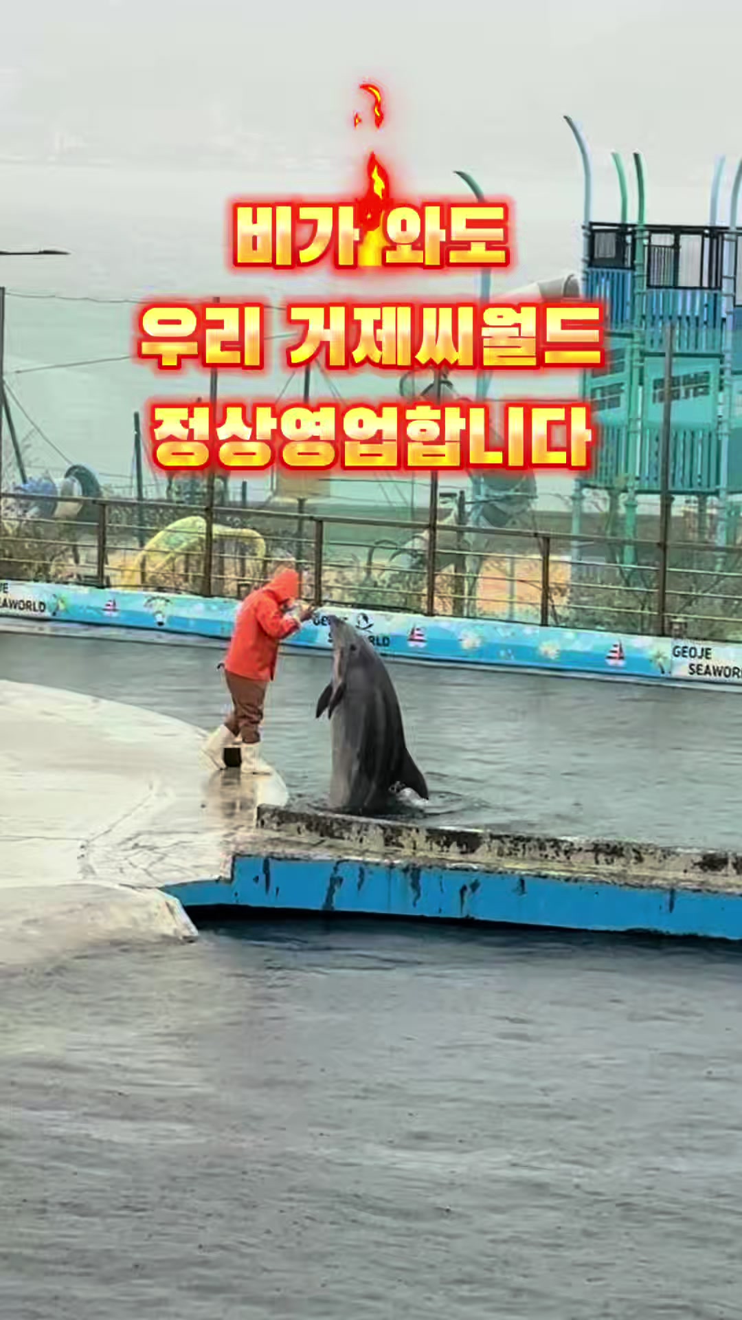 @DolphinTok