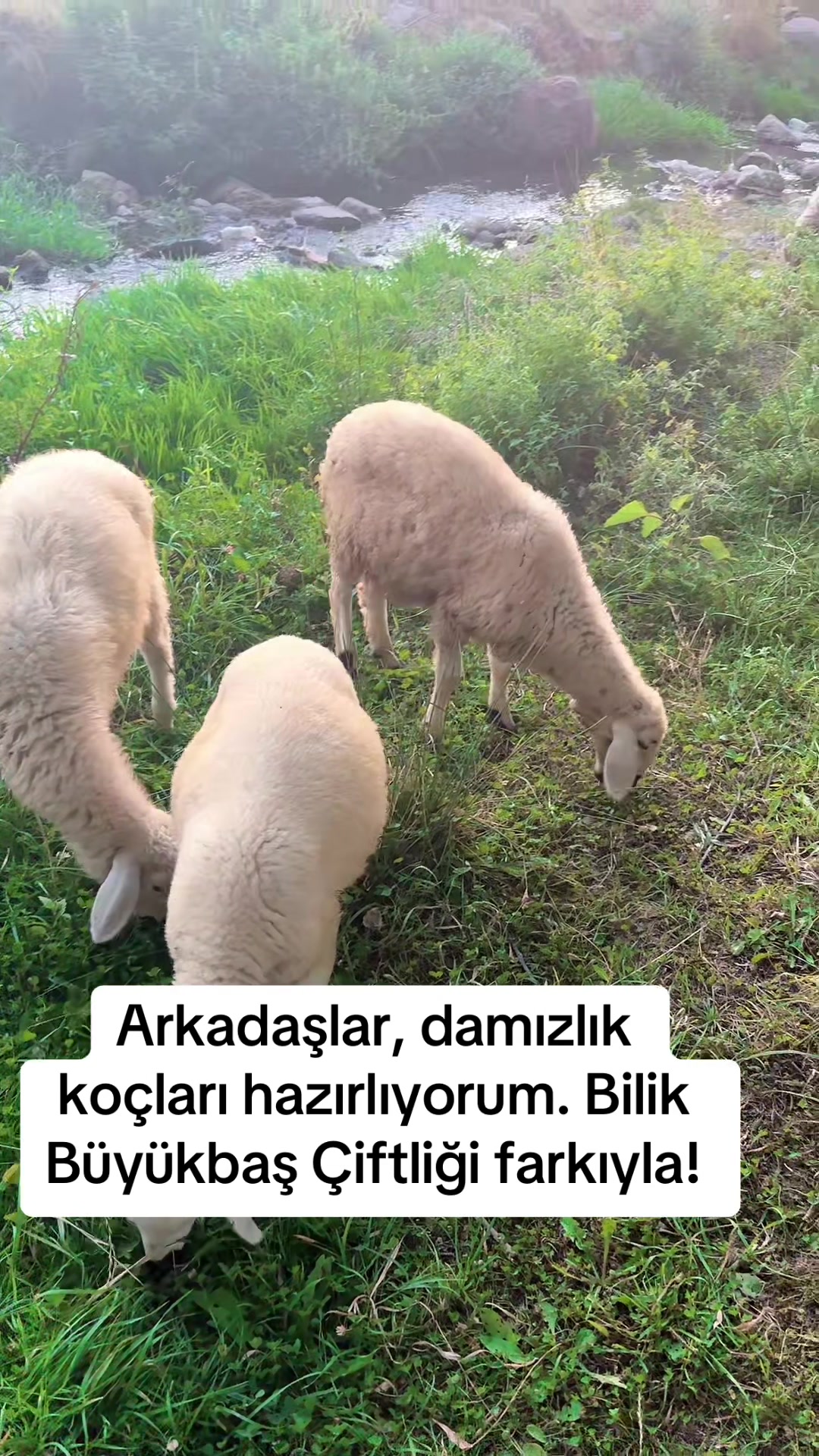 @Hüseyin Bilik