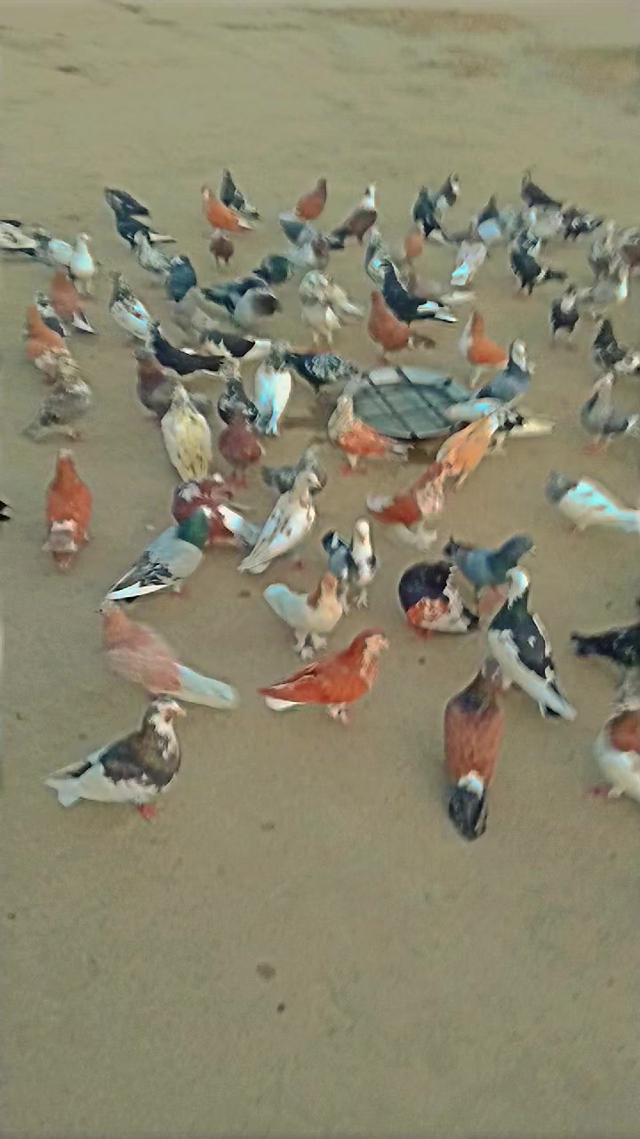@عدیل رحمن لیہ وال کبوتر باز