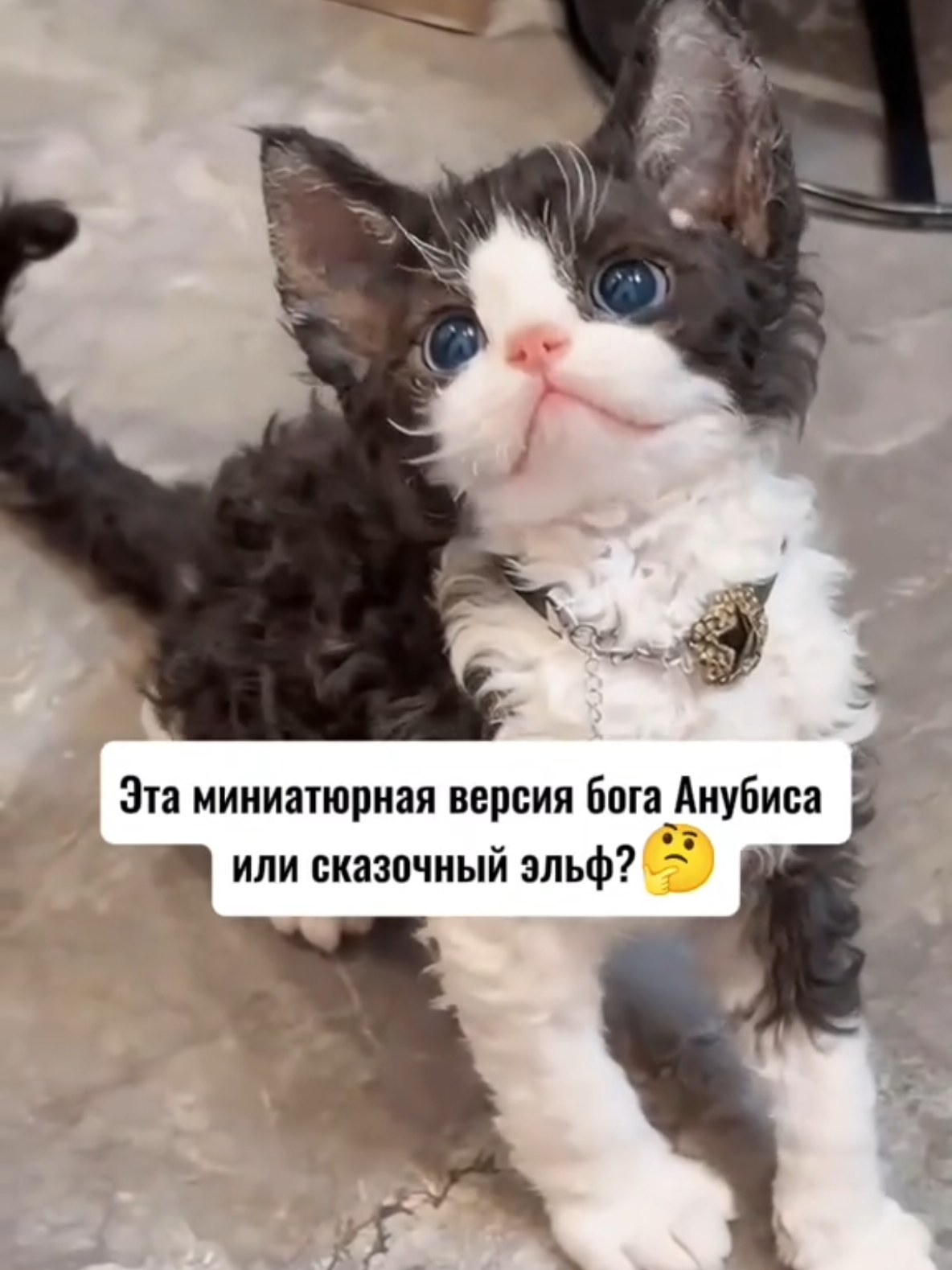 @RescueAnimals Nir