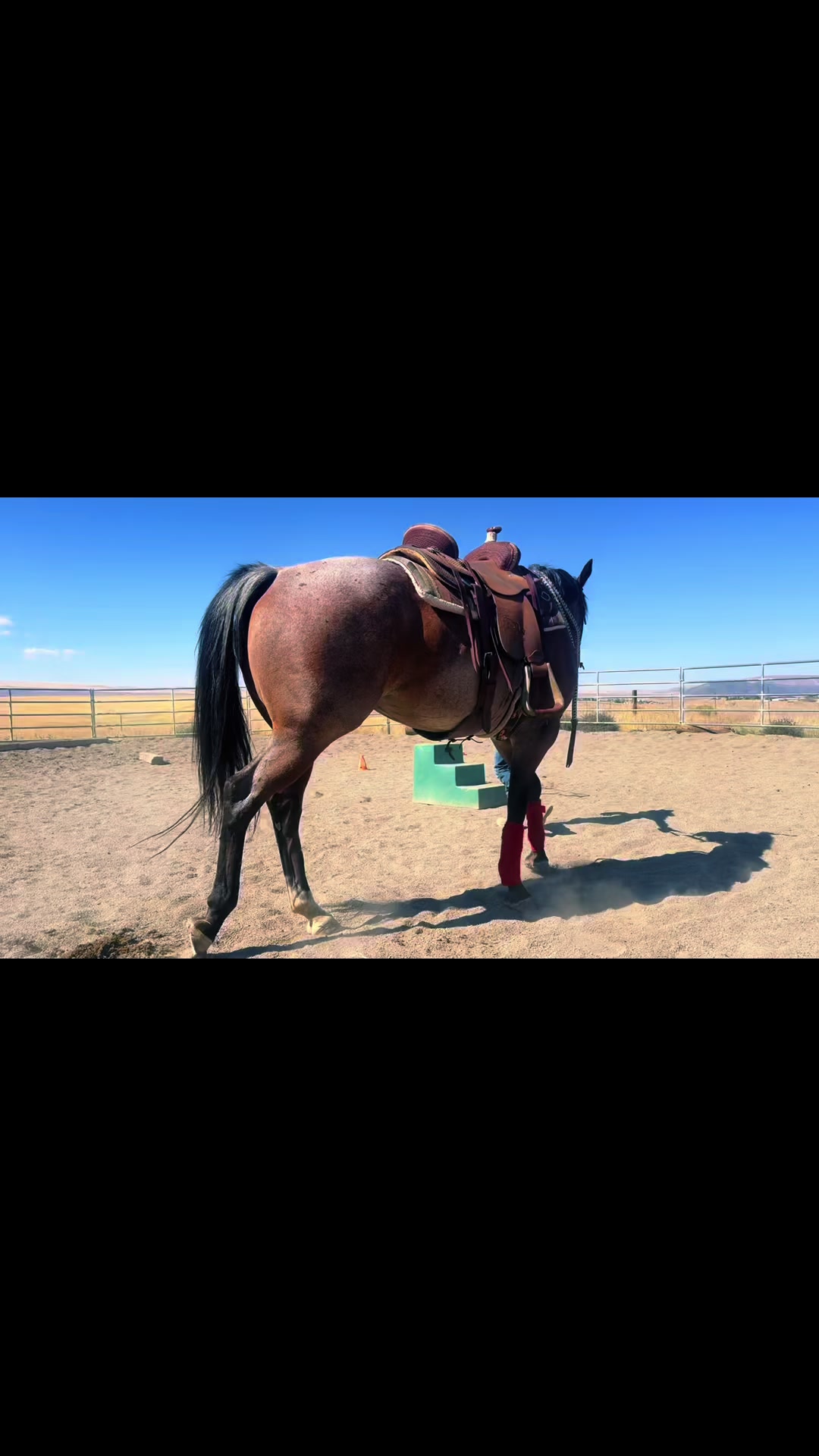 @Cowgirl Tuff Colt Training ❤️