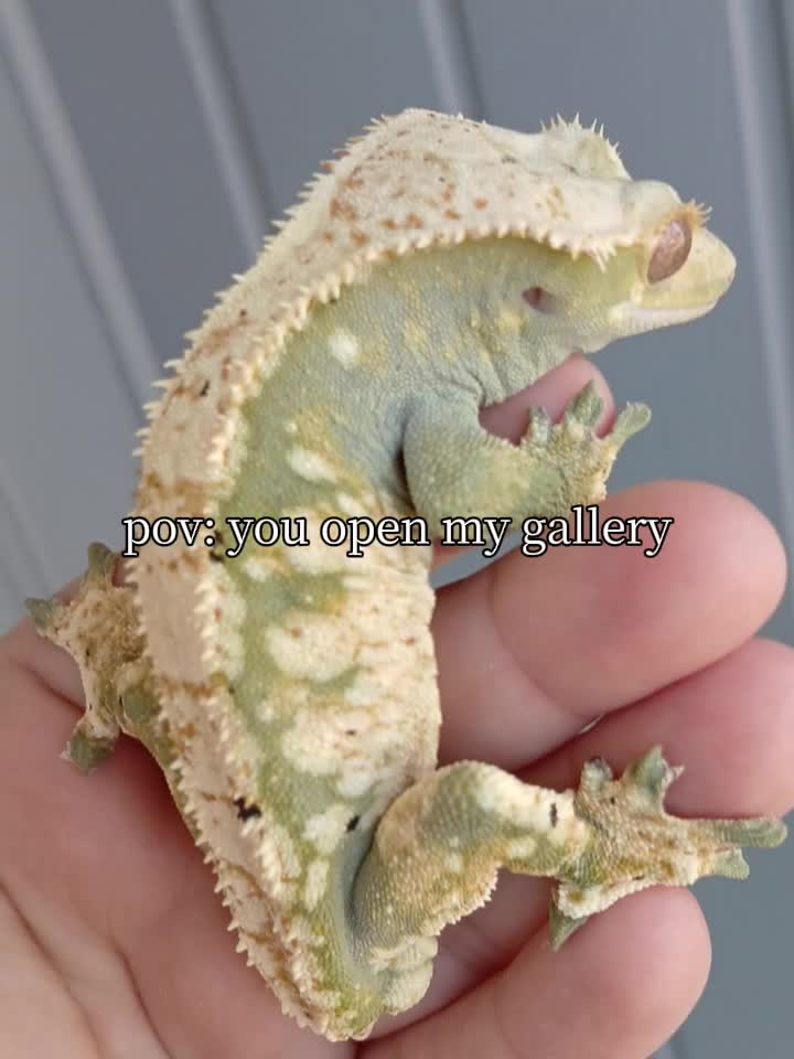@Clovercrest Critters