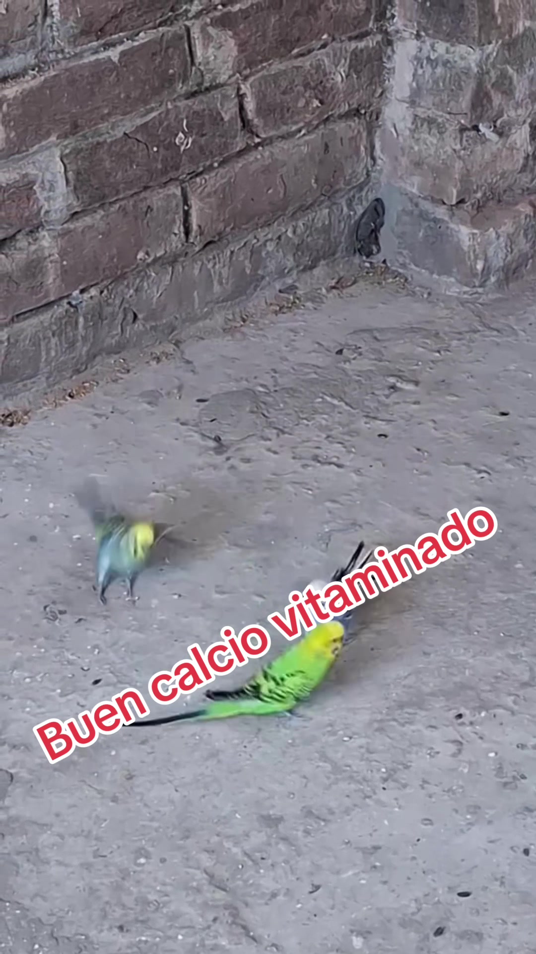 @Avipezrd