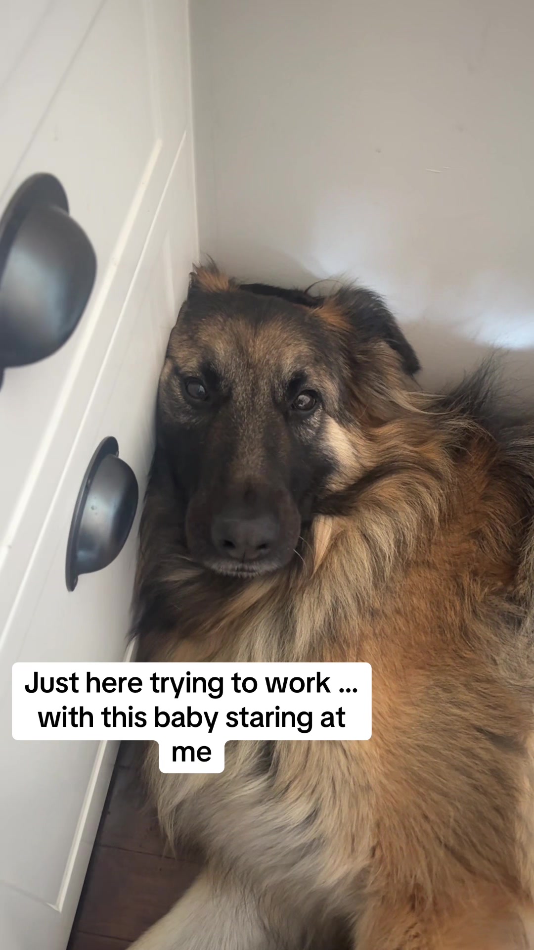 @Indy German Shepherd