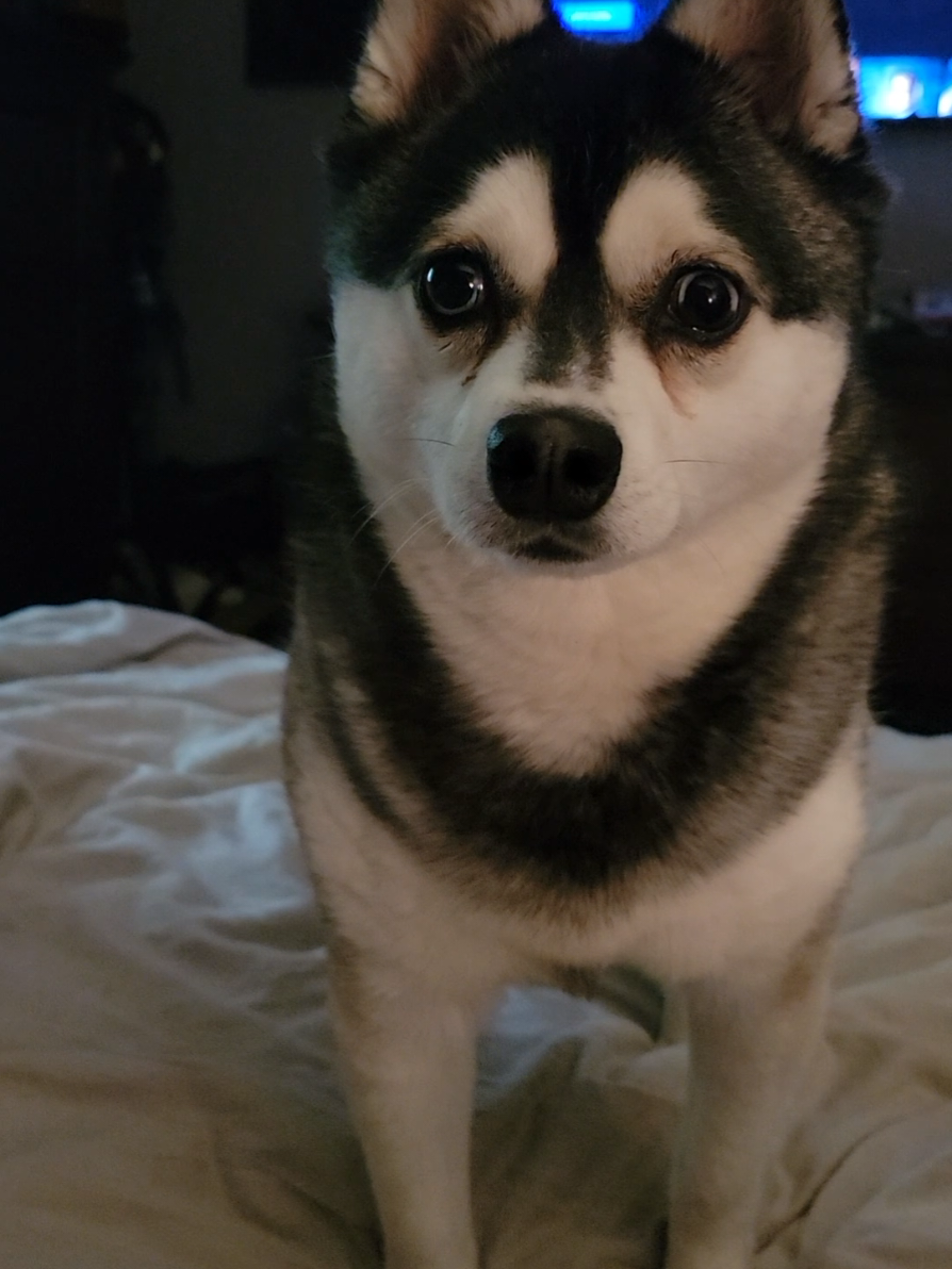 @Hersheytheminihusky
