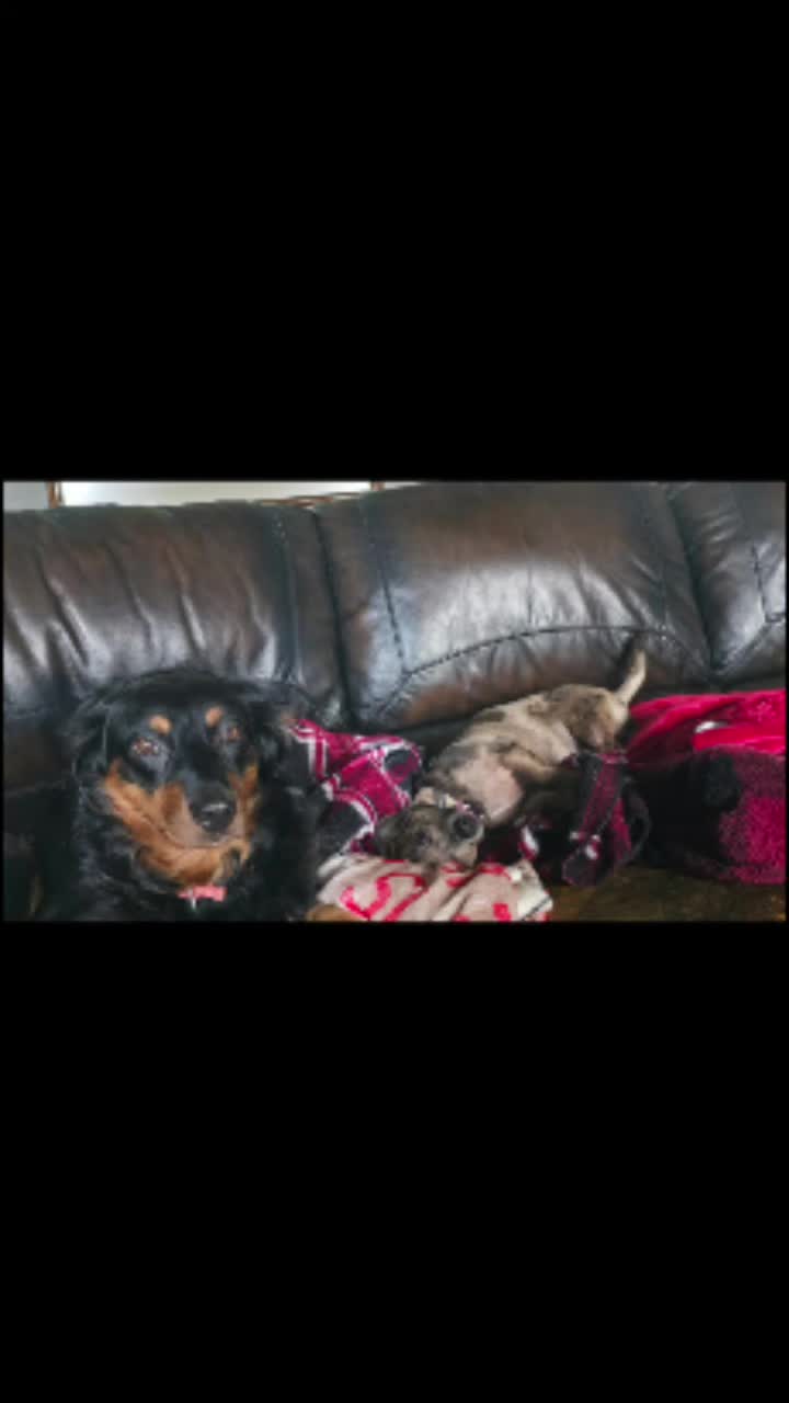 @Dogs of Haunted Hill