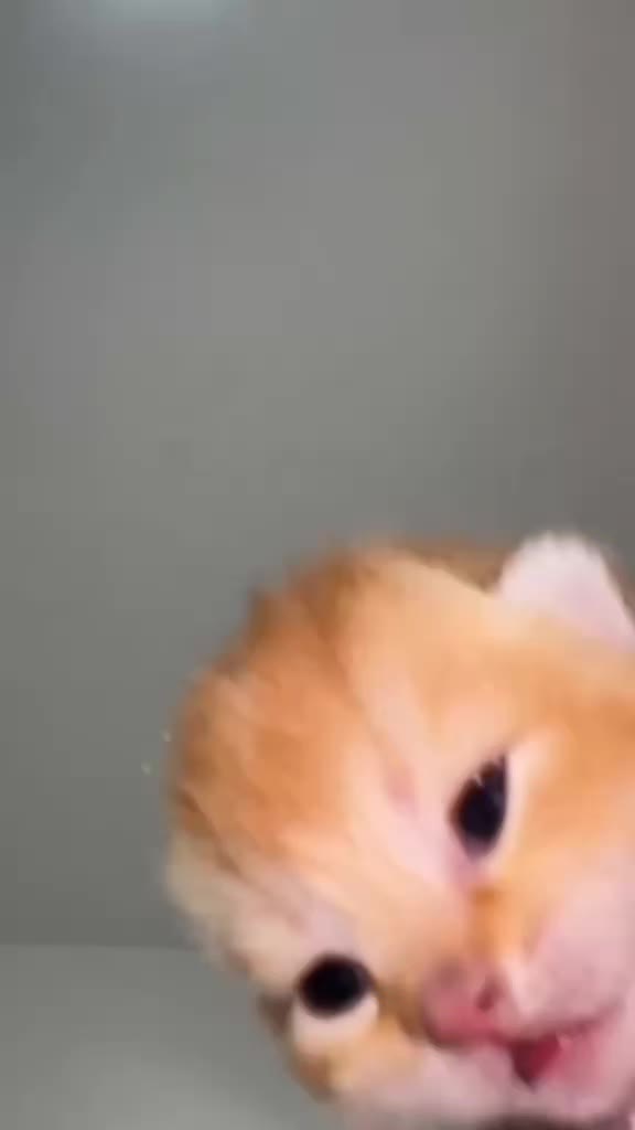 @Random Cat Stuff
