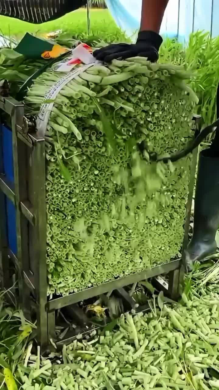 @◉‿◉
