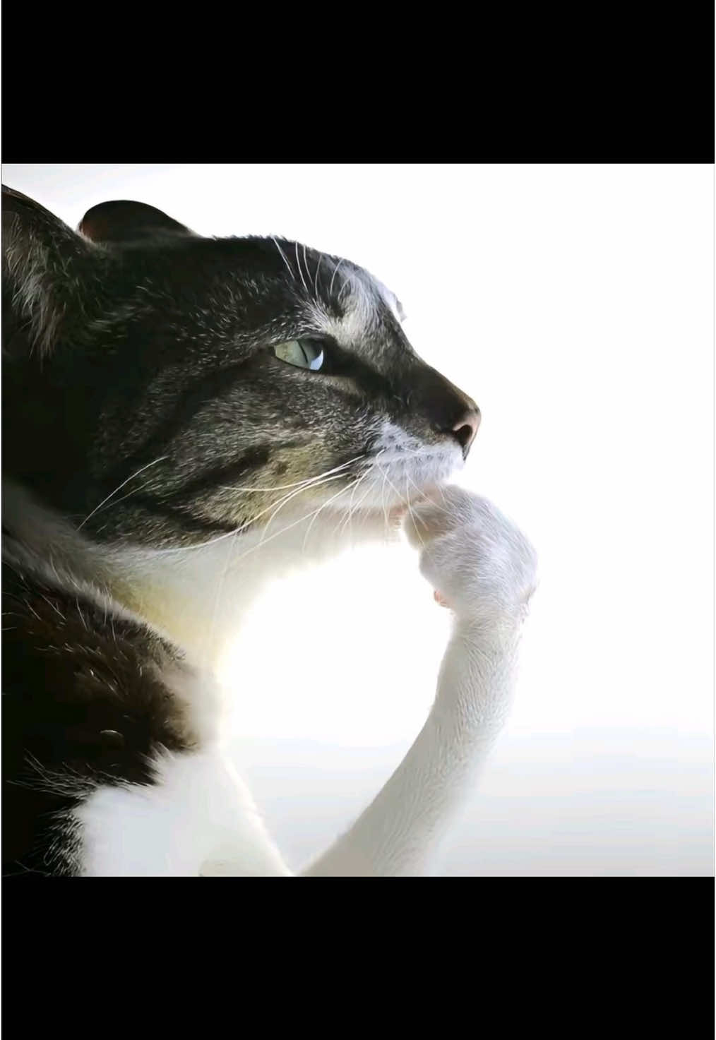 @catdingaling