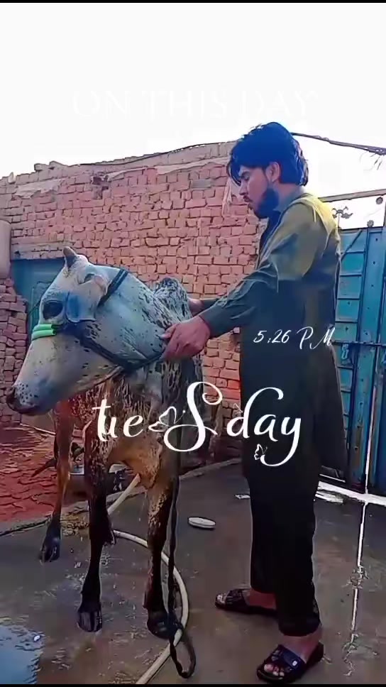 @꧁☬Qaisar★︎ khokhar☬꧂