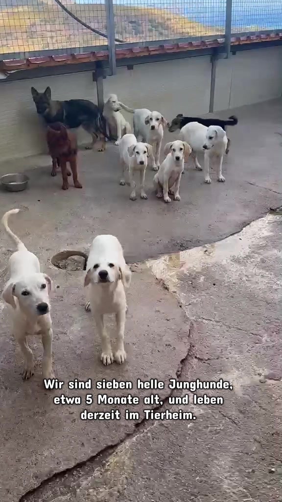 @Rheinisches Pfotengl&uuml;ck e. V.