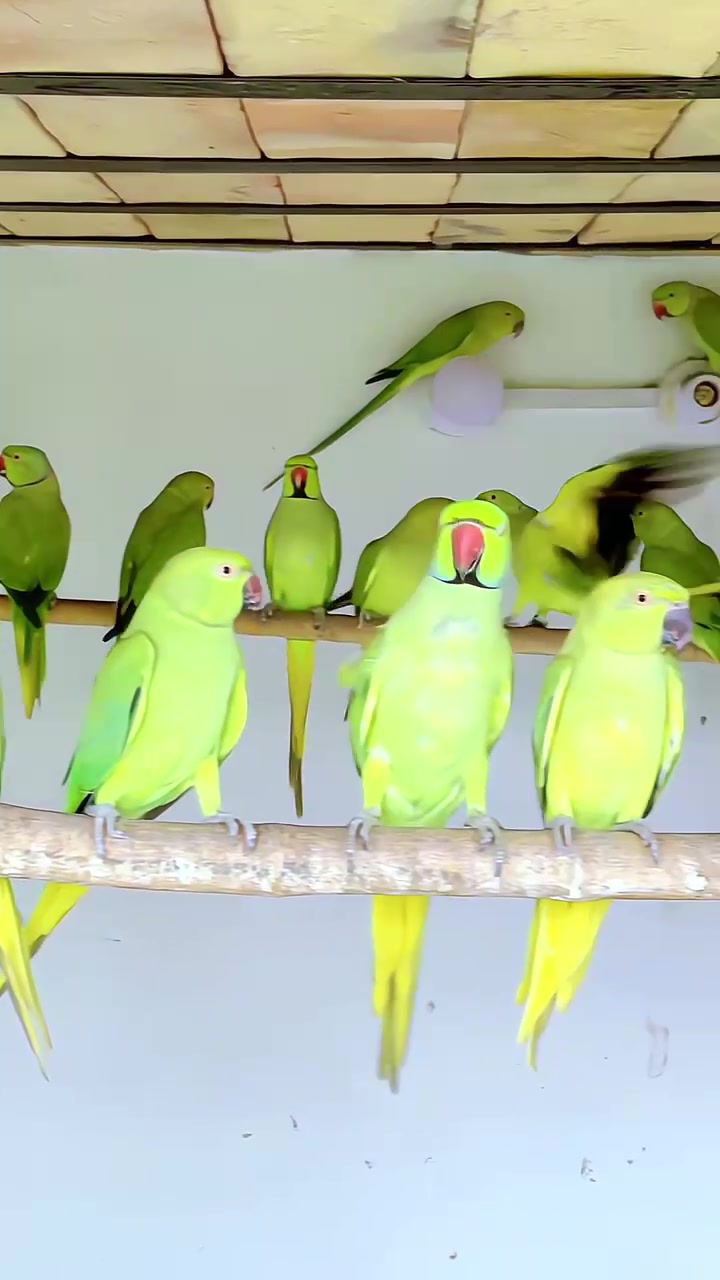 @WA Aviary