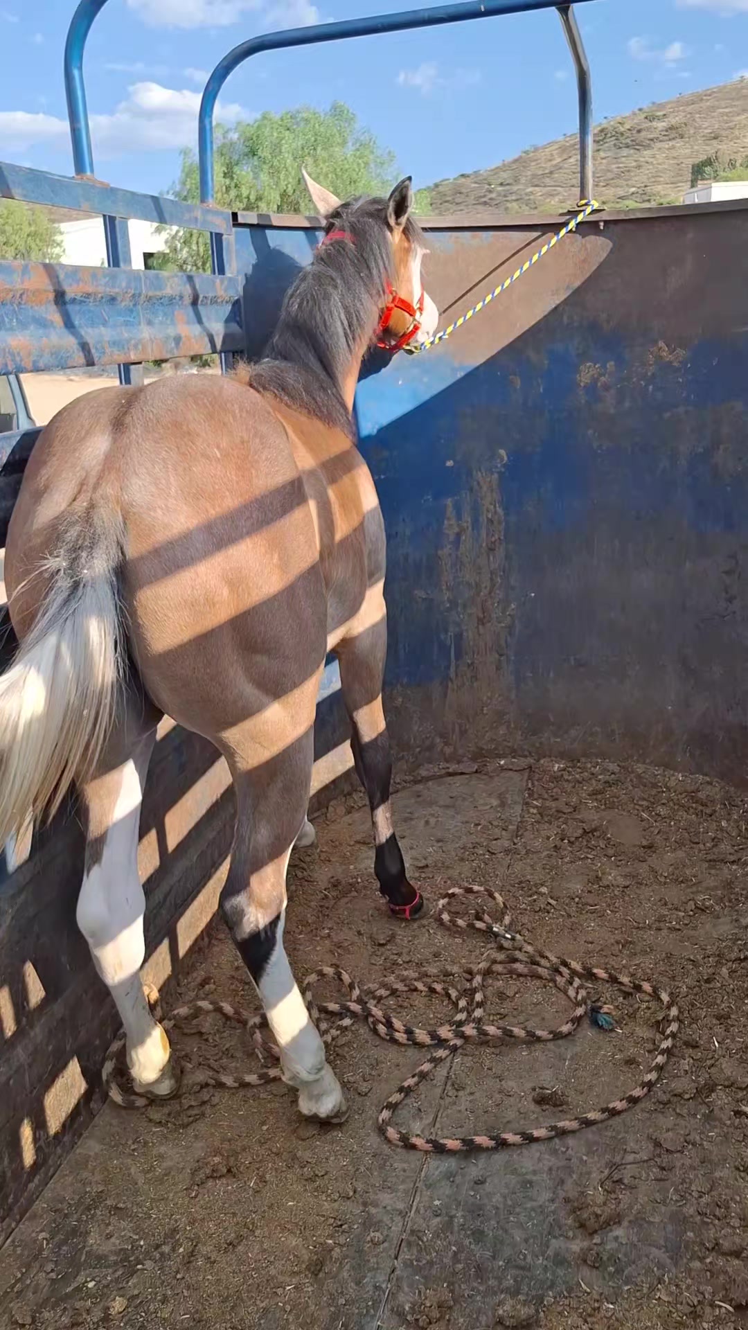 @EvHorses Zacatecas