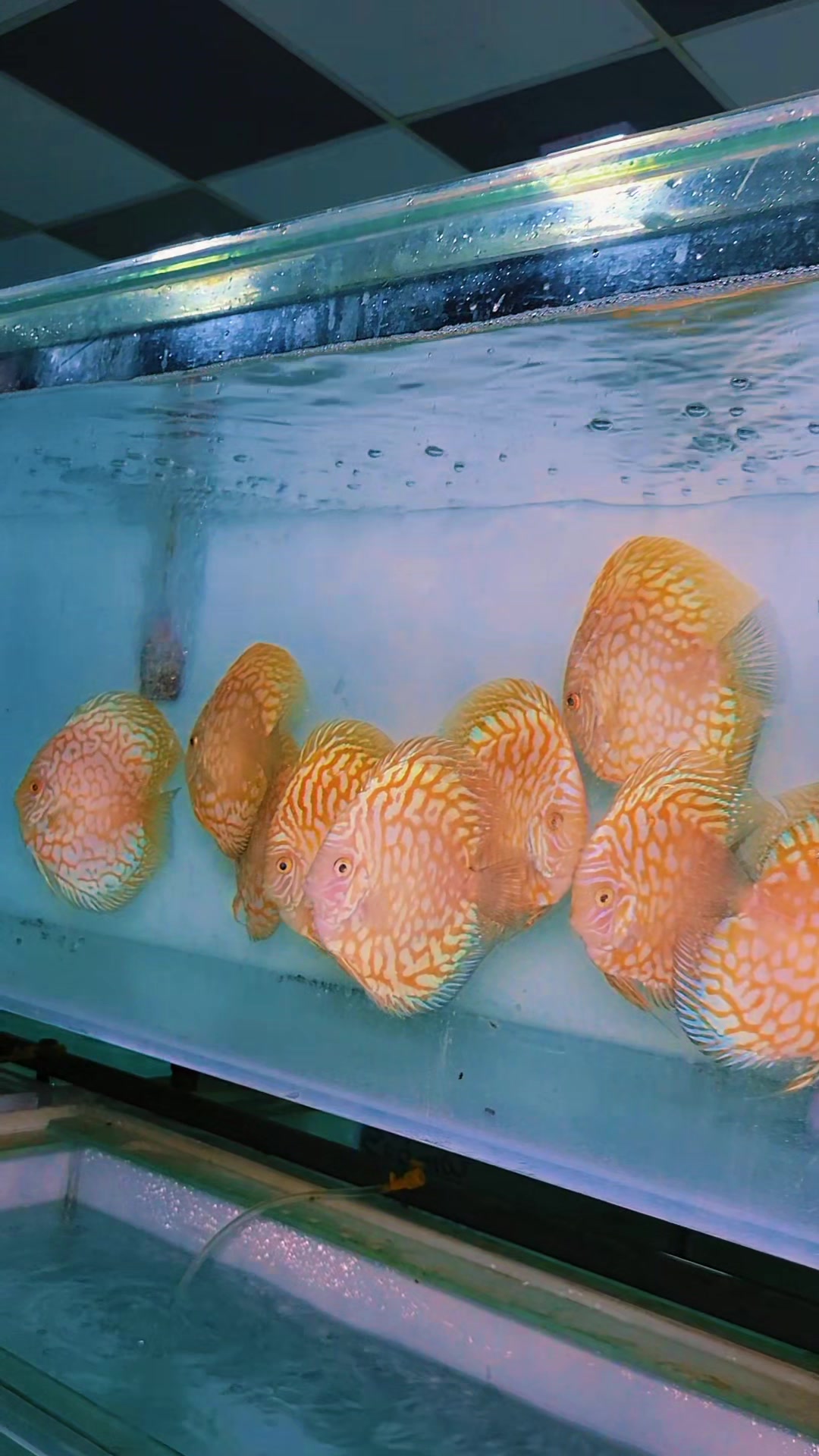 @Discus House Aquarium